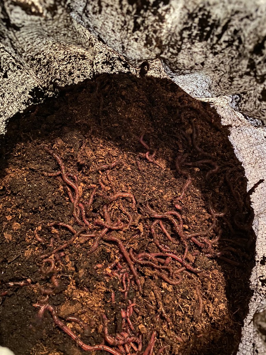 wurmworks's tweet photo. It’s the #weekend of #worms 🪱🪱🪱 If you want to take home a #wormbox, then it is the last day to sign up for our #workshop that will be at the @ecoshedjxn. You can also come see us #Saturday at the @msfarmersmarket. 

#farmersmarket #wormfarm #jacksonms #mississippi #learning https://t.co/NYDd0mnQ4A