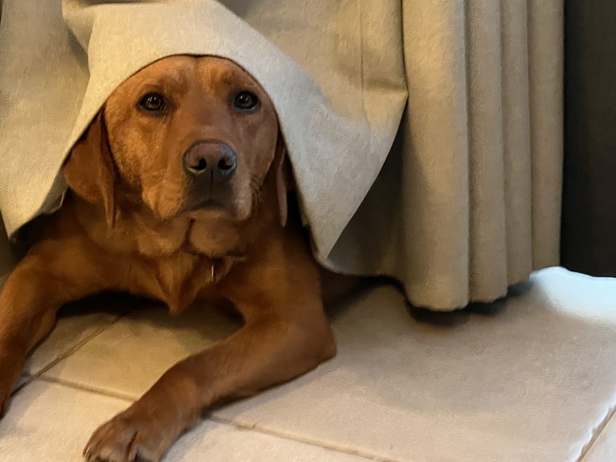 James Laycock tweet media