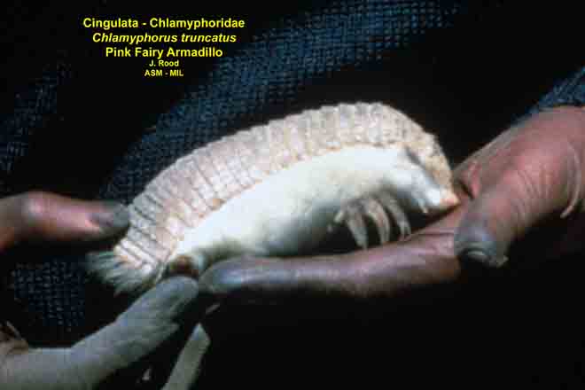 Mammalogists's tweet photo. Distress vocalizations in five species of armadillos (Xenarthra, Cingulata) #ASMreads #mammals
https://t.co/ulrRyaCqBK https://t.co/W7DBaE7N2S