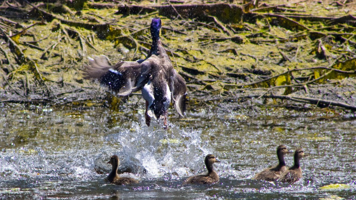CityOfLakeville's tweet image. Be sure to take time to look 👀around #Lakeville to see what you can see! This was close to City Hall. There are many sights and sounds around town. These little guys are taking swimming lessons! 😉 #MNSummer