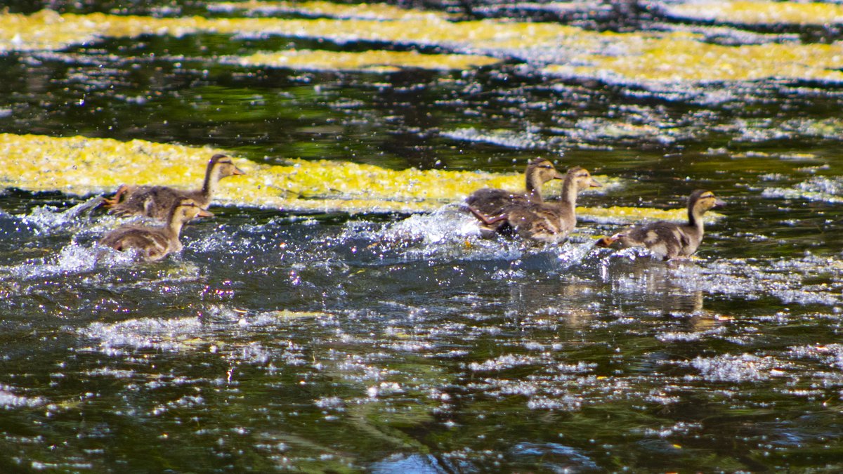 CityOfLakeville's tweet image. Be sure to take time to look 👀around #Lakeville to see what you can see! This was close to City Hall. There are many sights and sounds around town. These little guys are taking swimming lessons! 😉 #MNSummer