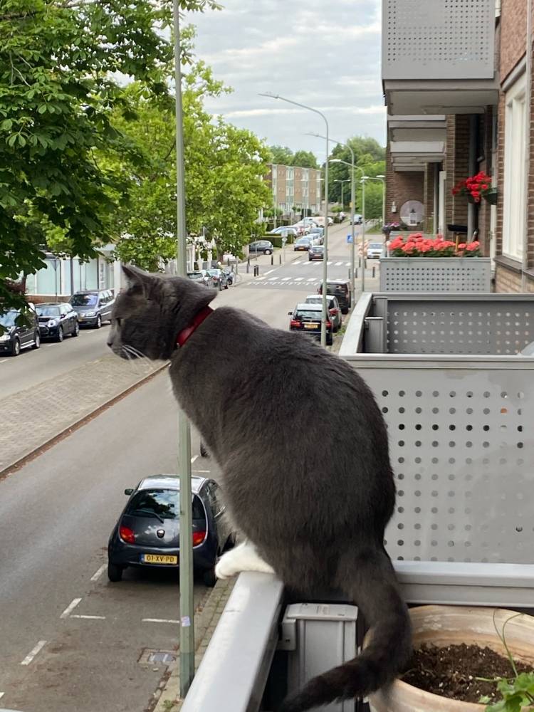 airuidog's tweet photo. Kitty Junior got his collar https://t.co/bzPN7TcMUB