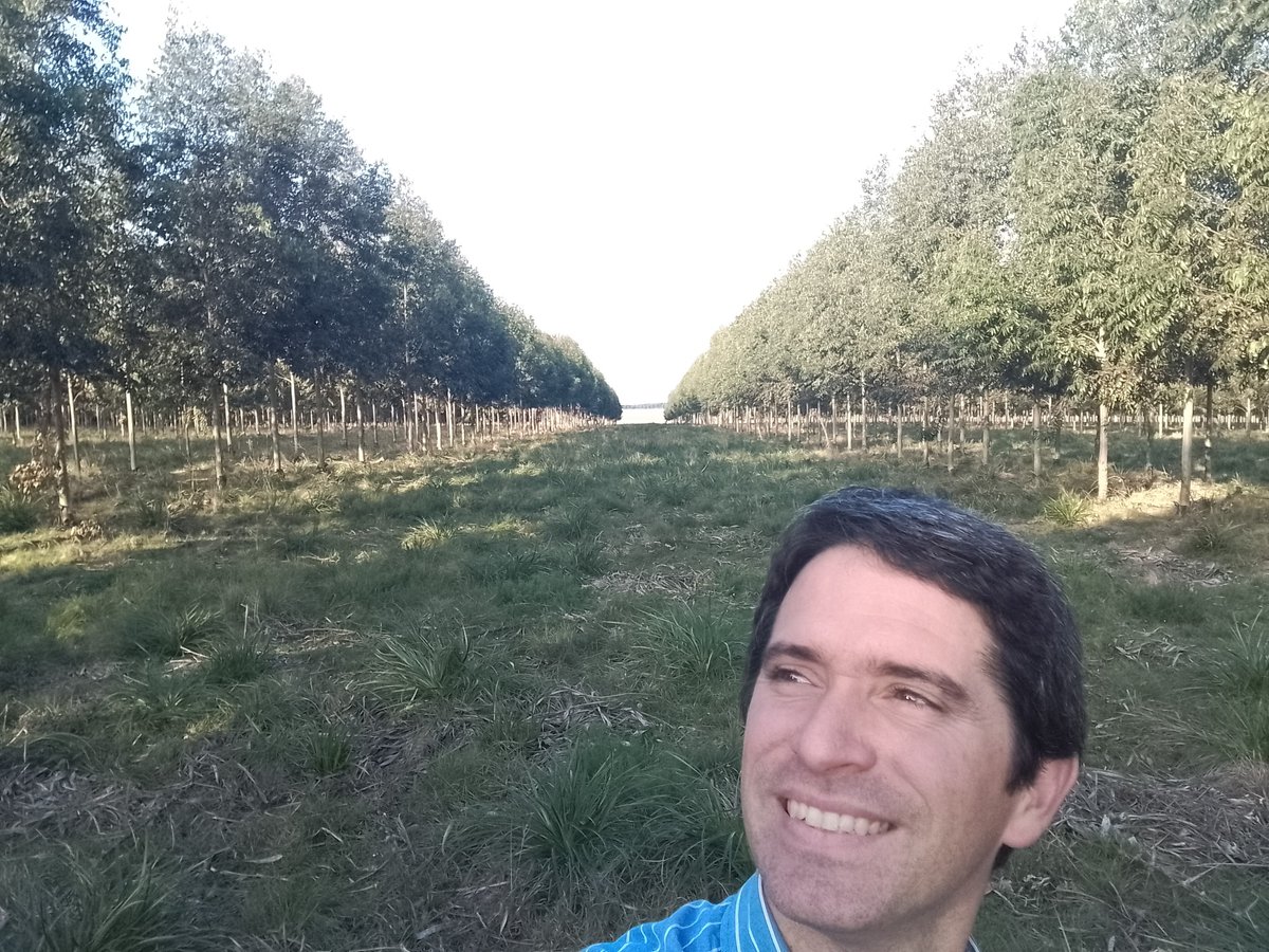 pedrobottao's tweet photo. Gran sistema Silvopastoril logrado por el equipo de Estancia Timboy. Genética certificada del vivero Paul Forestal. 
🪵🪵🪵🐮🐮🐮
Duplicando el margen de la ganadería @AfoaArg @apefic @ICRAF @agroforestrynw https://t.co/J7VOYK5FEW