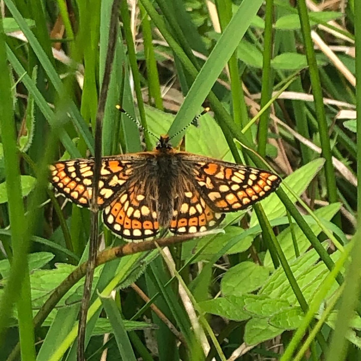 Shallowford Farm tweet media