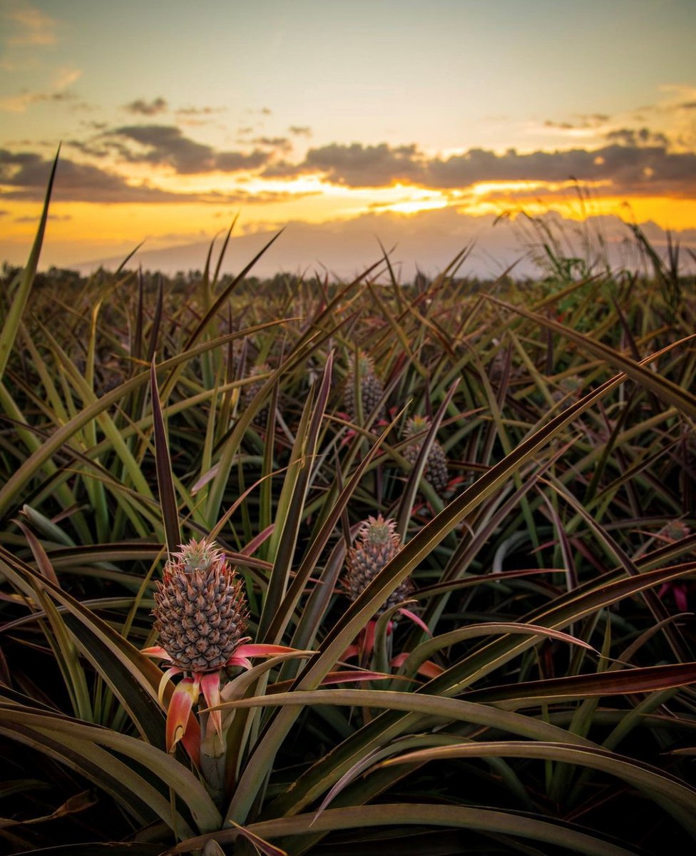 We're so blessed to call this place home! 🌤️ What do you love most about Maui? 🧡 #alohafriday #mauinokaoi

📷: <a href="/archershoots/">ToddB</a>