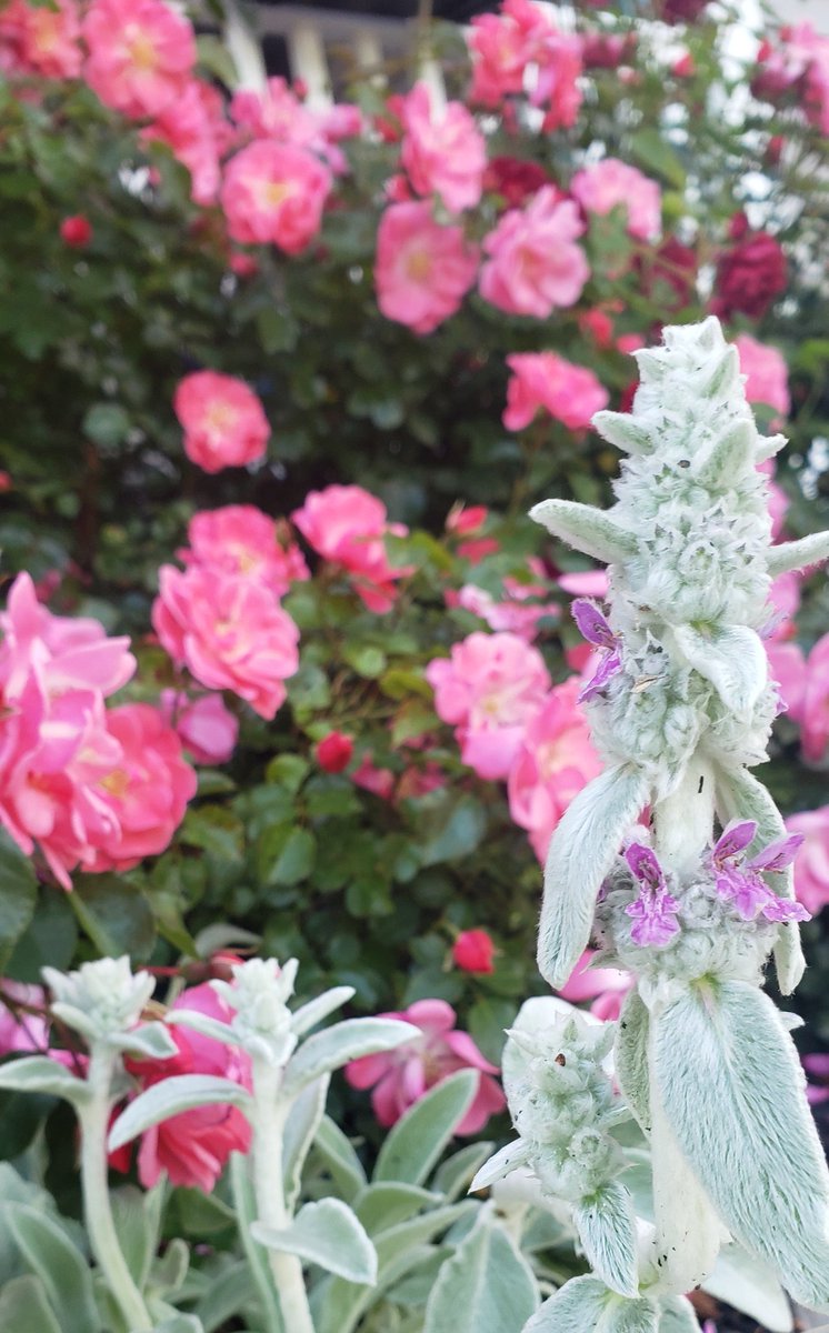 dreathebookworm's tweet photo. “Love is the flower you’ve got to let grow.” - John Lennon #flowerquote #garden #flowerphotography https://t.co/wEz33k5sXZ