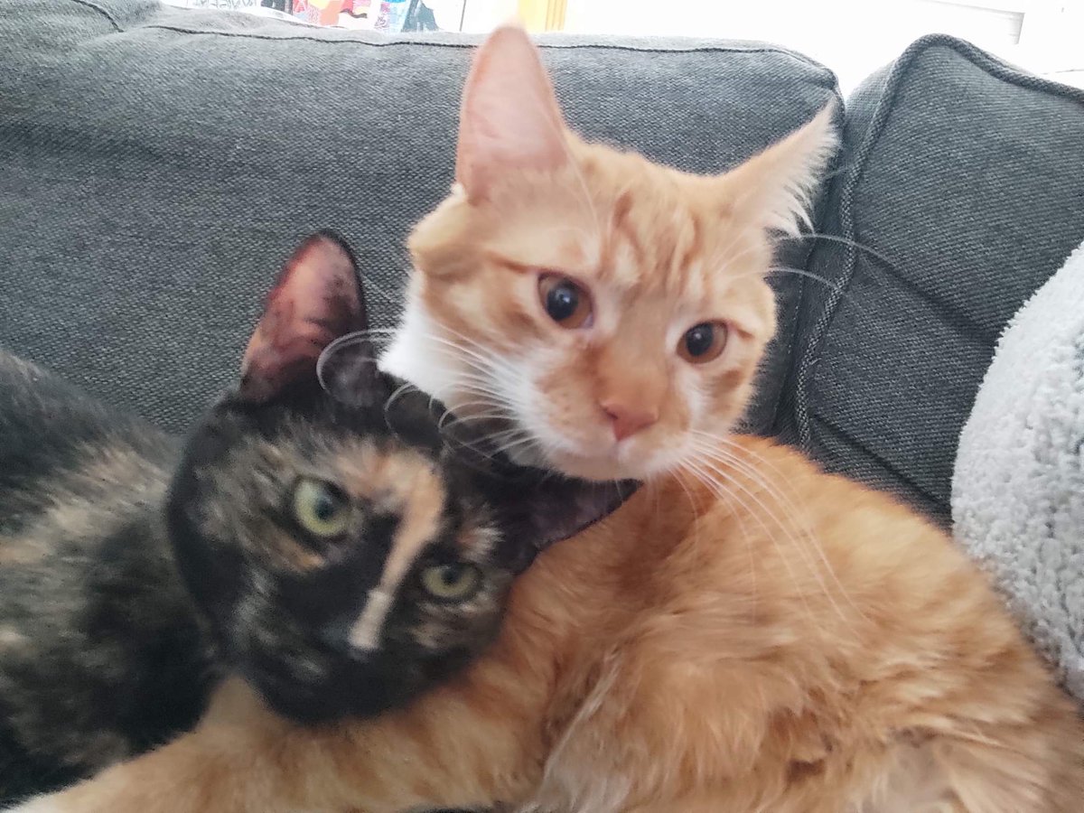 BoubaCie's tweet photo. Coucou de Shifumi ( à gauche )
#chaton de Sakura , #chatlibre du Site M
Avec un de ses colloc
#adoptée par Aurélie https://t.co/DmEkRge35h