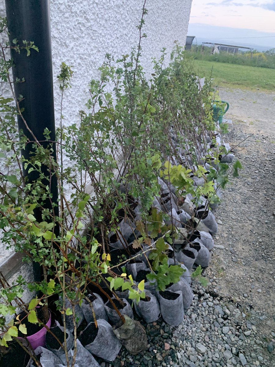 ErinMcGreehan's tweet photo. Dundalk Agricultural Show is on Sunday next!! I will be giving away about 200 #nativeirishtrees #oak #hawthorn #mountainash #birch as part of my initiative MΓle Crainn Na hEireann - first come first served!! One per family group! https://t.co/04ylNCLQHG
