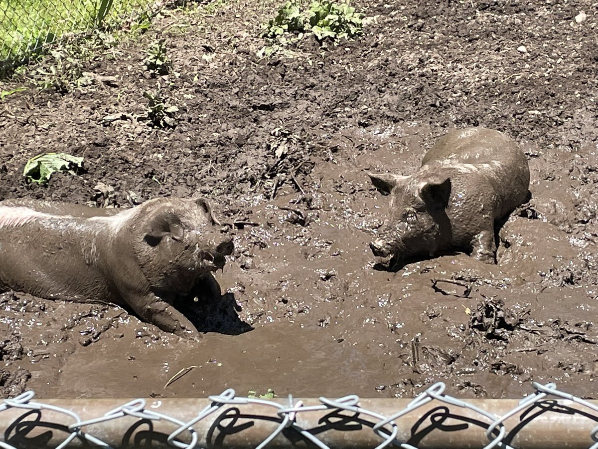 BWDSB Program Department tweet media