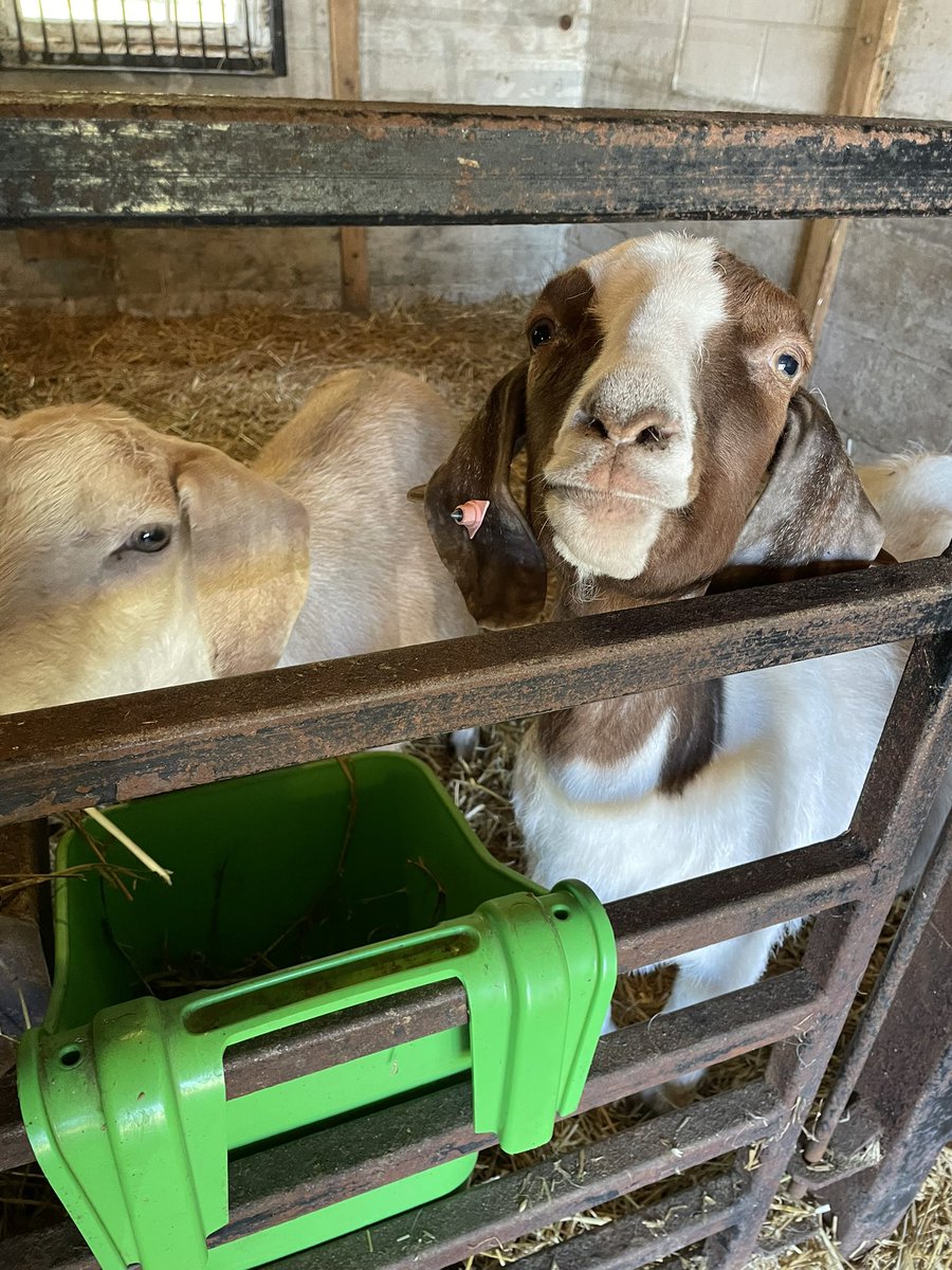 BWDSB Program Department tweet media