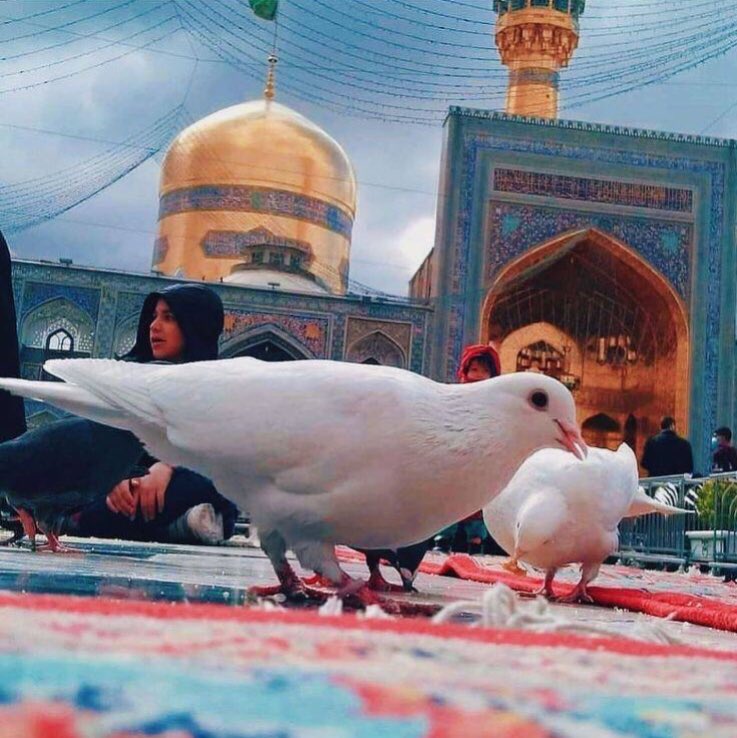 yazahraimarziye's tweet photo. در شب میلادت نگویم کِی بگویم؟؟
تو غریبیُ و غریب نوازی،
تو میدونی و میتونی...
#ImamReza https://t.co/q7Bx9fgD0J