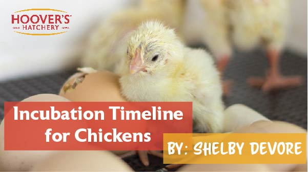 "Hatching your own eggs at home is a really fun way to add to your flock. We’re going to discuss the timeline of developing eggs and how you can manage them if you’re incubating them artificially." Read more here bit.ly/3MGDVlB 🥚🐣