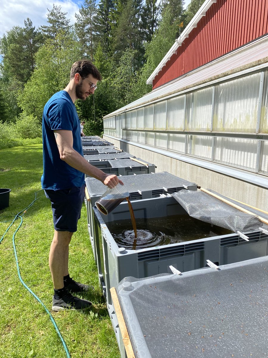 katjajrasanen's tweet photo. The reason: setting up #mesocosm #experiment to study the impact of DOC on #Asellus aquaticus & environmental #microbe - a kind of pilot for something bigger, but still hope for good data. Teamed up with Sami Taipale @jyuscience (my team does the #isopods , Sami’s the microbes) https://t.co/3ltNlvXuma