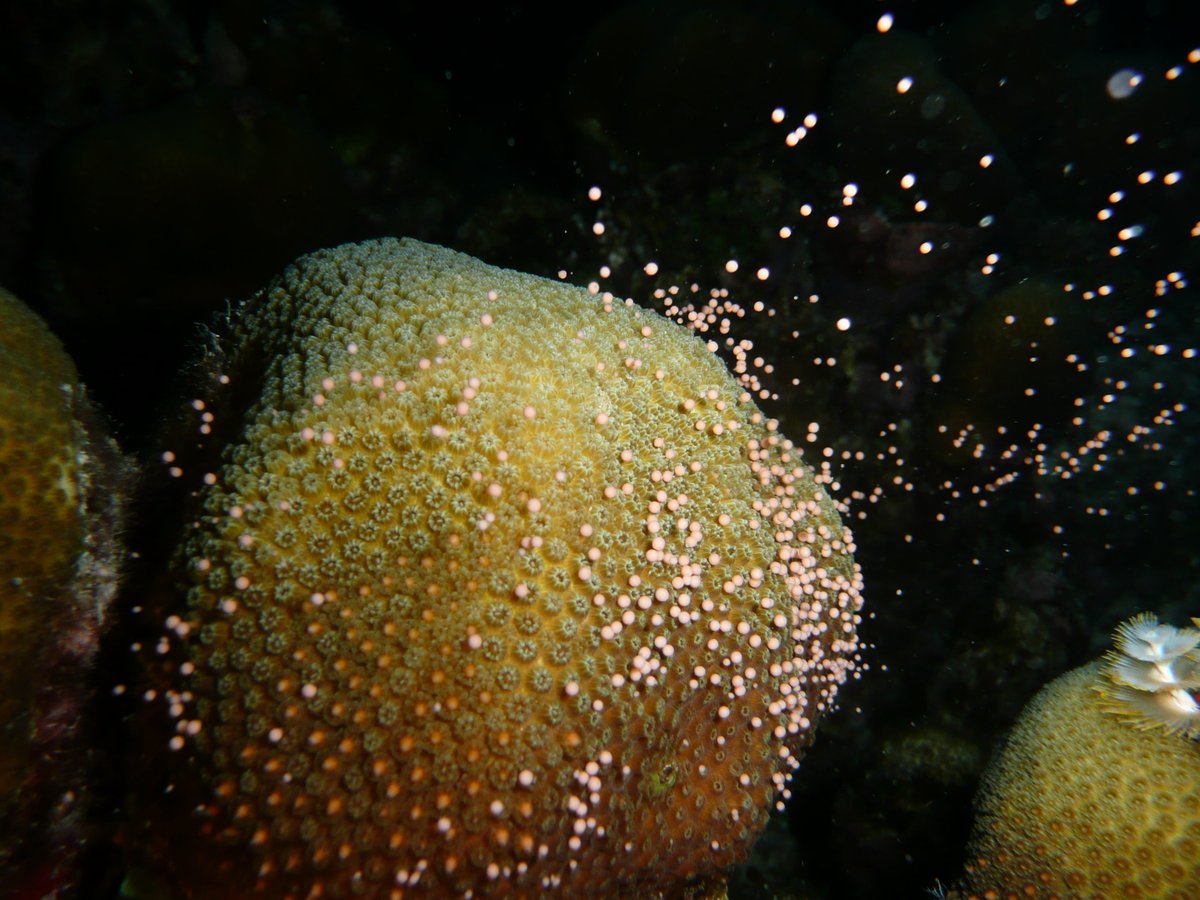 🎉Celebratory Horn Sounds🎉Please help us share CARMABI's annual coral spawning predictions!

Once again we bring you three decades of natural history in one tiny, color-coded place. Let's go make discoveries, take epic photos, and raise some baby coral friends!💛🧡❤️🌴
