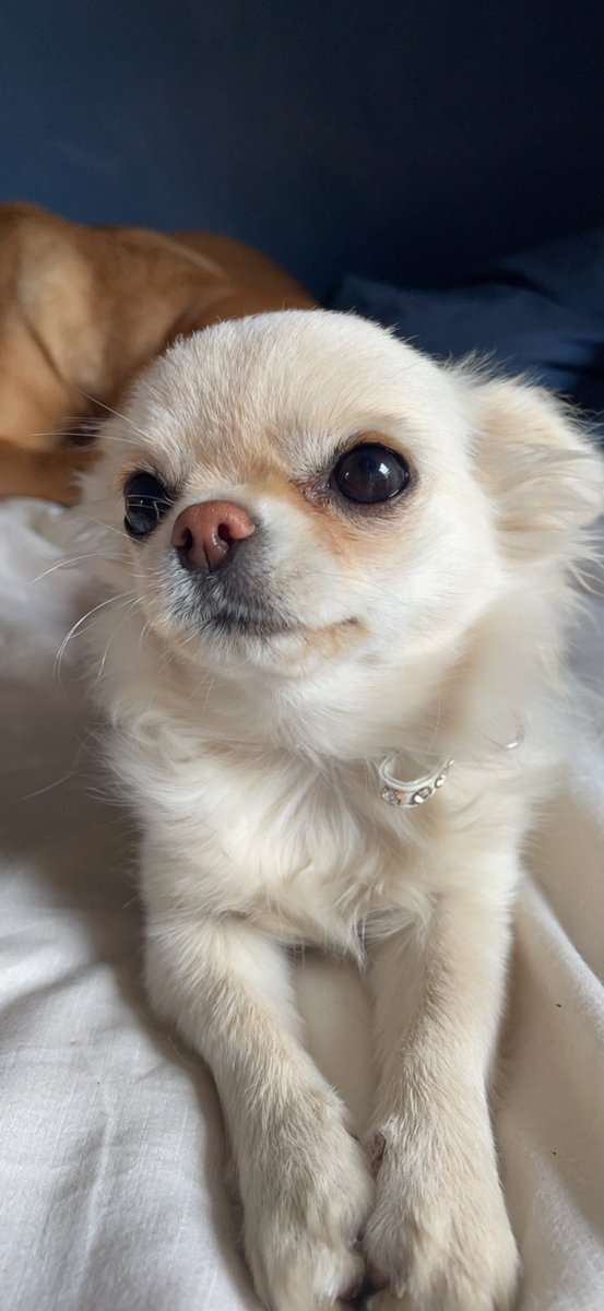 Who could say no to that face? Not me that’s for sure 🥹 #DogsofTwittter