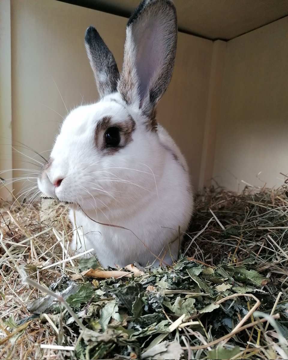 BurrowedHearts's tweet photo. Avens had his 2nd vaccination today too 💉🐰 he's nearly ready for adoption, email us at burrowedheartsrescue@outlook.com if you're interested in adopting him to bond to your own bun 🐇🐇🏡

#rabbit #adoptdontshop #animalrescue #nottingham #rabbits #charity https://t.co/9DLGOz2Bzn