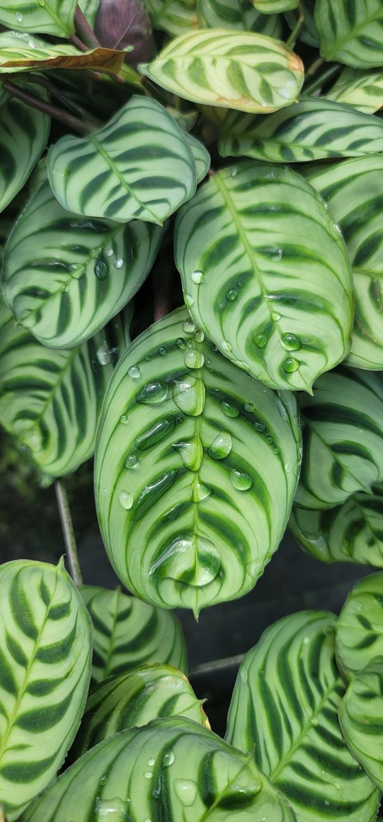 AndromedaLiving's tweet photo. Calathea Burlemax in full splendor after a rainy morning in South Florida. #floridagrown #verticalgarden https://t.co/j7JMe1KaJk