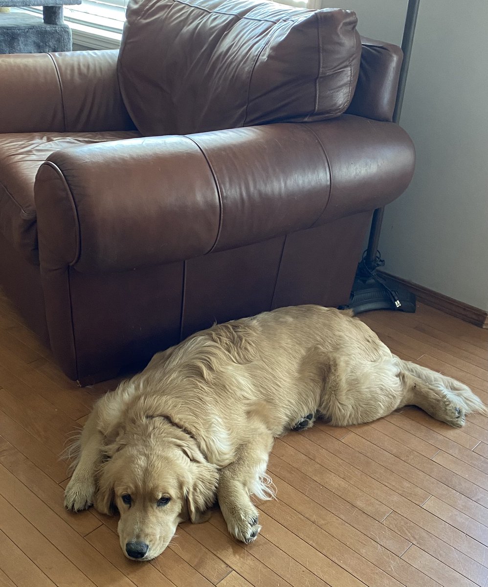 ozzyandellie's tweet image. Just gonna lay here and watch you work mom ❤️🐾 #ellie #sheisgettingbig #6monthsold #puppy #yyc