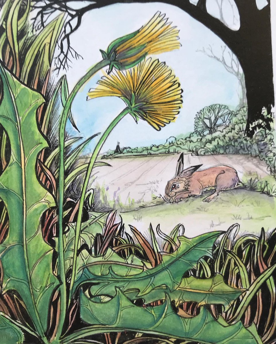 susiehammondart's tweet photo. Just a Nibble - Dandelion and Hare ink pen illustration @susiehammondart #susiehammondart #suffolkcoast #suffolkartist #suffolkillustrator #artisontherise #suffolkwildlife #suffolk #eastanglian #brownhare #eastanglianarts #suffolkfields #suffolkblogger #suffolkbusiness https://t.co/Ad4tW4tXS1