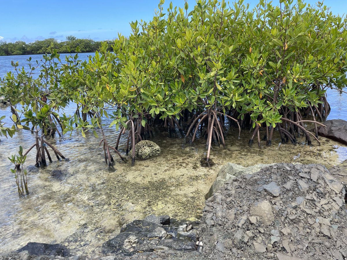 EdmeadeJudy's tweet photo. Brewer’s Beach mangroves in different stages of life. So cool! ⁦@vi_iserp⁩  ⁦@UVI_edu⁩ https://t.co/NZoUYoHOrR