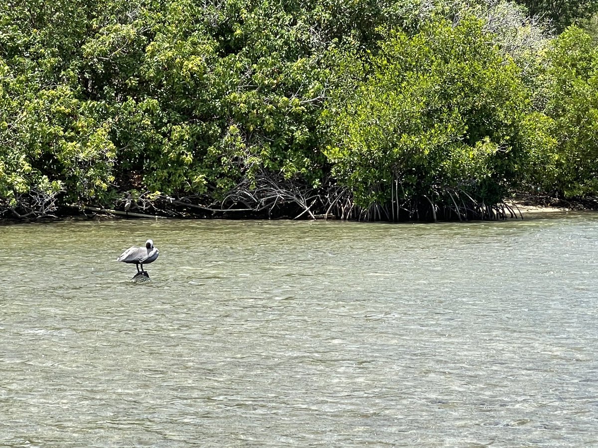 EdmeadeJudy's tweet photo. Brewer’s Beach mangroves in different stages of life. So cool! ⁦@vi_iserp⁩  ⁦@UVI_edu⁩ https://t.co/NZoUYoHOrR