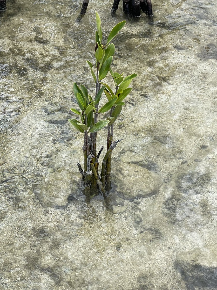 EdmeadeJudy's tweet photo. Brewer’s Beach mangroves in different stages of life. So cool! ⁦@vi_iserp⁩  ⁦@UVI_edu⁩ https://t.co/NZoUYoHOrR