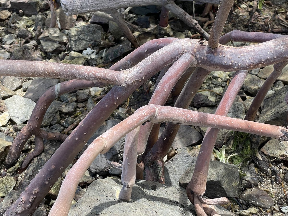 EdmeadeJudy's tweet photo. Brewer’s Beach mangroves in different stages of life. So cool! ⁦@vi_iserp⁩  ⁦@UVI_edu⁩ https://t.co/NZoUYoHOrR