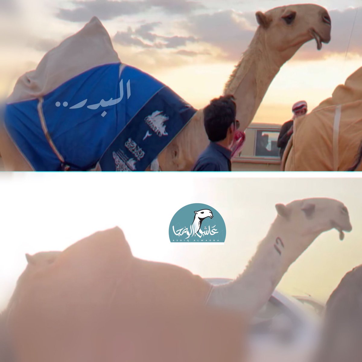 عاشق الوضحا .. al Bader 🅱️ tweet media