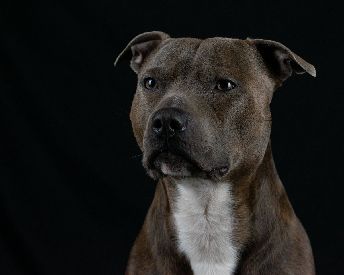 3 years ago today with my little man. I really should set up another studio session soon and see how much he has changed! 🤪

#DogsofTwittter #staffy #studiodog