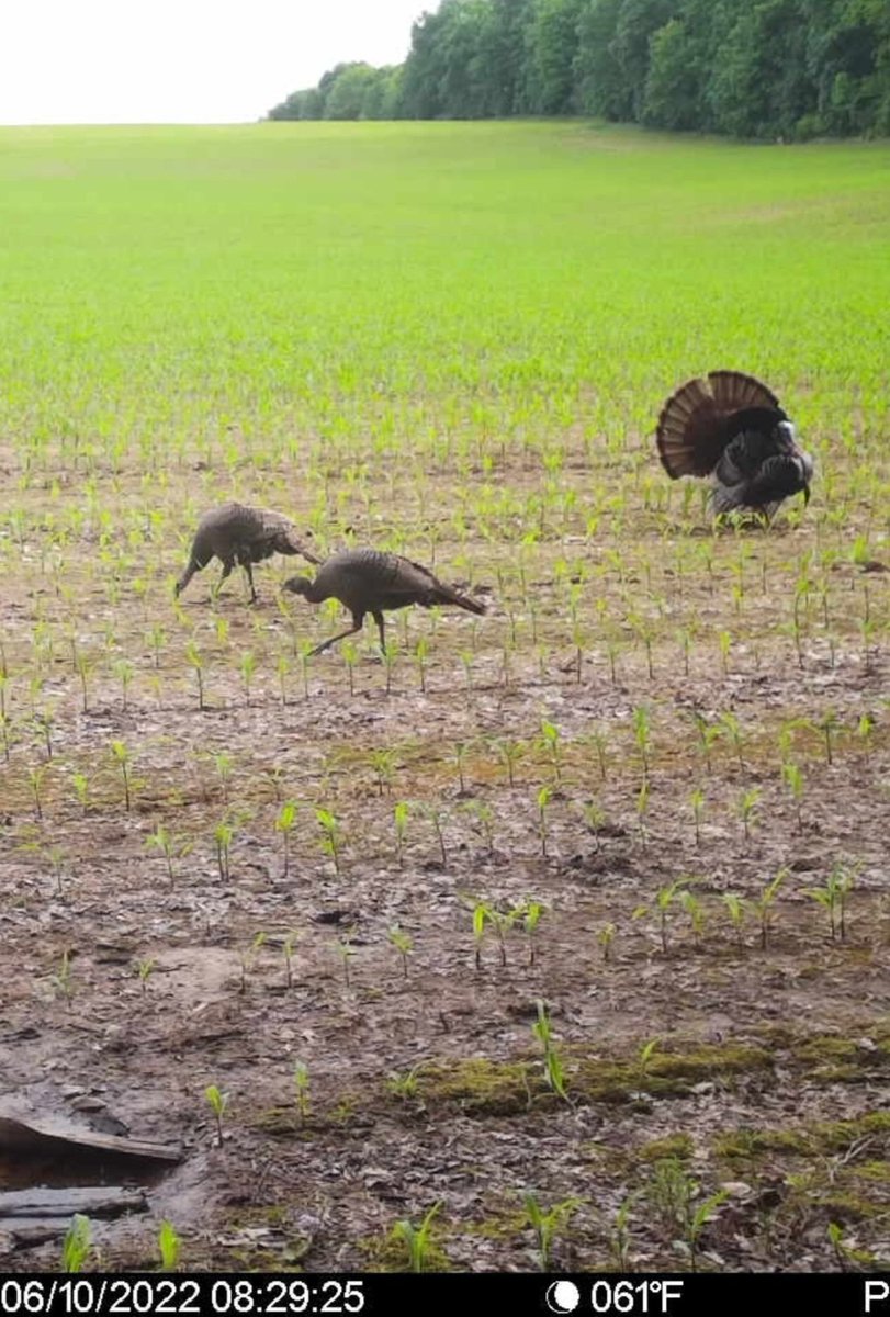 Was hoping to start getting some buck pictures but still seeing the thunder chickens! 😆 

Check out what Spartan has to offer at go.spartancamera.com/?ref=xNJKI4miO… 
Use my code NATHANROEMER to save 10%  <a href="/spartancamera/">Spartan Camera</a>