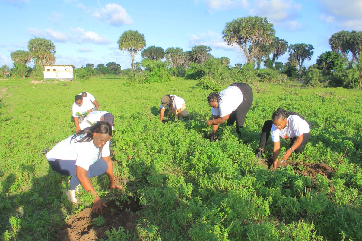 MuzaddeLoo's tweet photo. Coast Arid secondary school to day was among the choice school for tree planting .
Environment is our duty..
@evakimathi
@Dedankm
@KeForestService,
@AfricaGreens
 @KeEquityBank 
 @kdfinfo
 @CKL 
#40tree4life
#DKFNAKURU
#Trees4Hero
#dkflamu
#savetheearth
#tree4betterlife https://t.co/6vg0z3wzsn