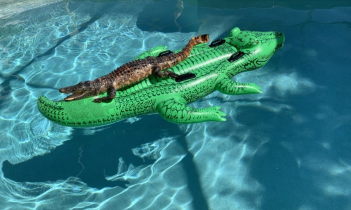 OSeizmo's tweet photo. @teufeurs @LACOSTE Aka Lichi dans le discord, j'aime les Krokod'île depuis mon plus jeune âge, j'en ai un chez moi il s'appelle Samy https://t.co/rs5FHNc8MQ