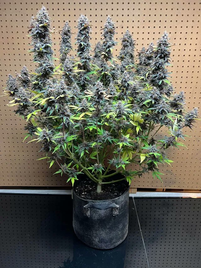CanaKush.com tweet media