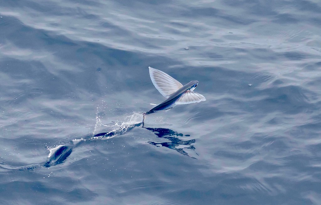 Science_Works's tweet image. It's #worldoceansweek creature feature Friday. @belikethesea says "Flying fish leap out of the water and use their fins to glide across the sea's surface. They can "fly" 1,300ft in distance and up to 20ft in the air!" Learn more about flight in our Leonardo's Workshop #summercamp