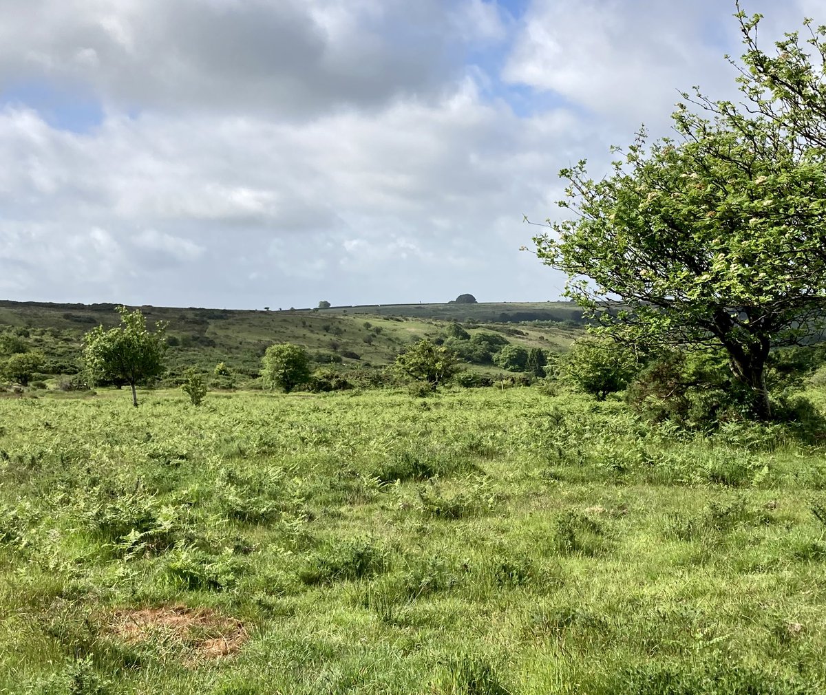 The early #medieval ‘Caratacus #Stone’ overlooking windswept #Exmoor in gorgeous sunshine this morning. The (probably) 6thC inscription reads CARATACI NEPVS, perhaps commemorating the ?grandson of an otherwise unknown Caratacus. More details via exmoorher.co.uk/Monument/MSO85…