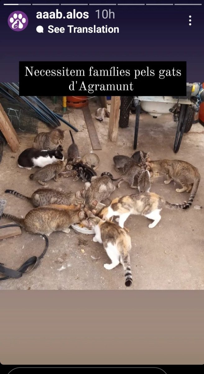 Solopar53137293's tweet photo. #Urgent #difusio #femxarxa #XarxaAdopcionsCatalunya #XarxaBarcelonaAdopcions  Puc passar per dm contacte de l'associació d'Alós de Balaguer https://t.co/C8iB2Mhfjg
