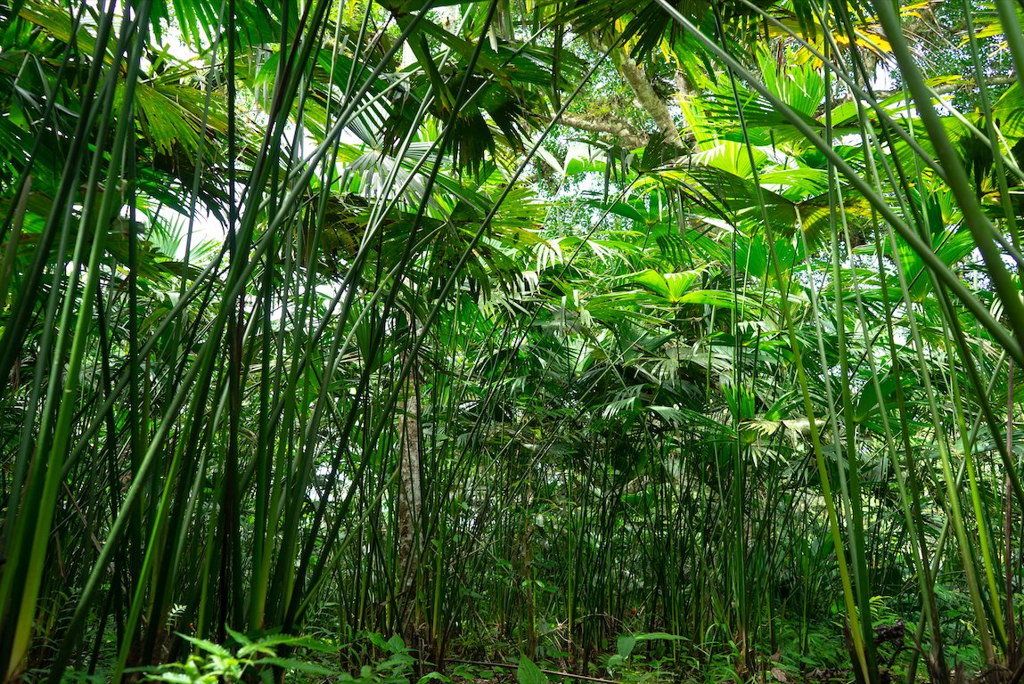 CULTOmagic's tweet photo. Here is where the journey begins to transform this amazing plant (Carludovica palmata) into the most beautiful &amp; timeless hat in history. This land is surrounded by monkeys, birds and thousands of living beings. Pure energy on your head! #AHat4Peace #PanamaHat #Crypto #BlockChain https://t.co/VLFToJmk21