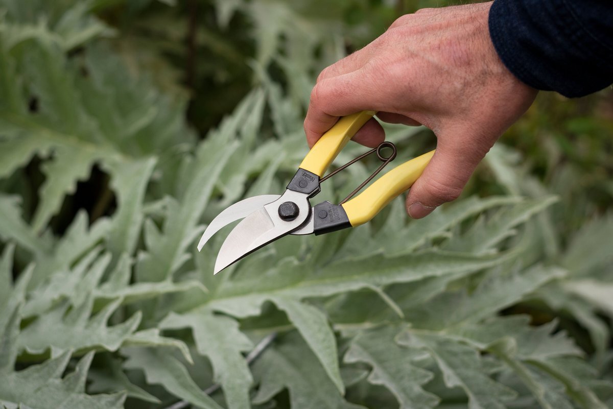 Niwaki Mainichi Secateurs are standard issue for gardeners in Japan, a crisp action that’s easy to use, even with cold wet hands or muddy gloves, and a well secured spring makes them perfect for arborists when pruning trees bit.ly/3BRXhjV