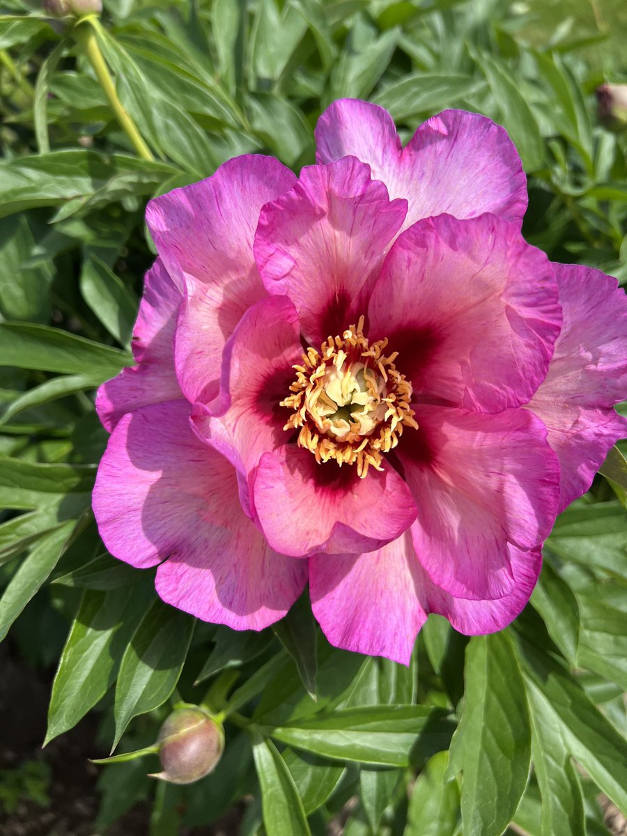 OhMyPeonies's tweet photo. Our peak season should be about mid-June but we should have blooms until early July. Check out our FB for updates. #ohmypeonies #widaytrip #peonyfarm https://t.co/ddDDUVfgKH