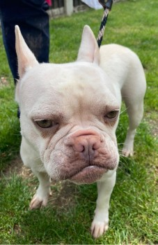 PDRescue's tweet image. Found: Cream French Bulldog Unknown In Central #Derby (DE22) Chip not up to date. doglost.co.uk/dog-blog.php?d…