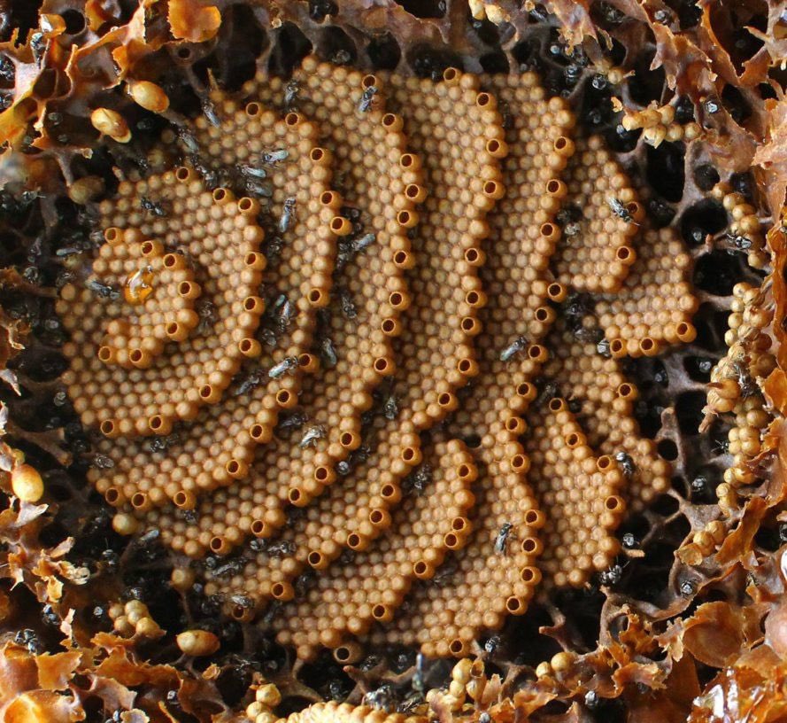 jaguarjin's tweet photo. #IncludeDroneSampleNimble
A drone, or male honey bee, does not have stingers nor do they gather nectar or pollen or work nimbly as worker bees. Their sole purpose is to mate with an unfertilized queen. So, if sampling honey spare a thought for these eusocial complex creatures! https://t.co/wYf44LkBUg