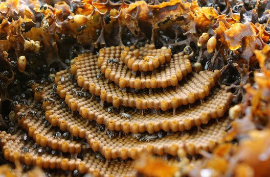 jaguarjin's tweet photo. #IncludeDroneSampleNimble
A drone, or male honey bee, does not have stingers nor do they gather nectar or pollen or work nimbly as worker bees. Their sole purpose is to mate with an unfertilized queen. So, if sampling honey spare a thought for these eusocial complex creatures! https://t.co/wYf44LkBUg