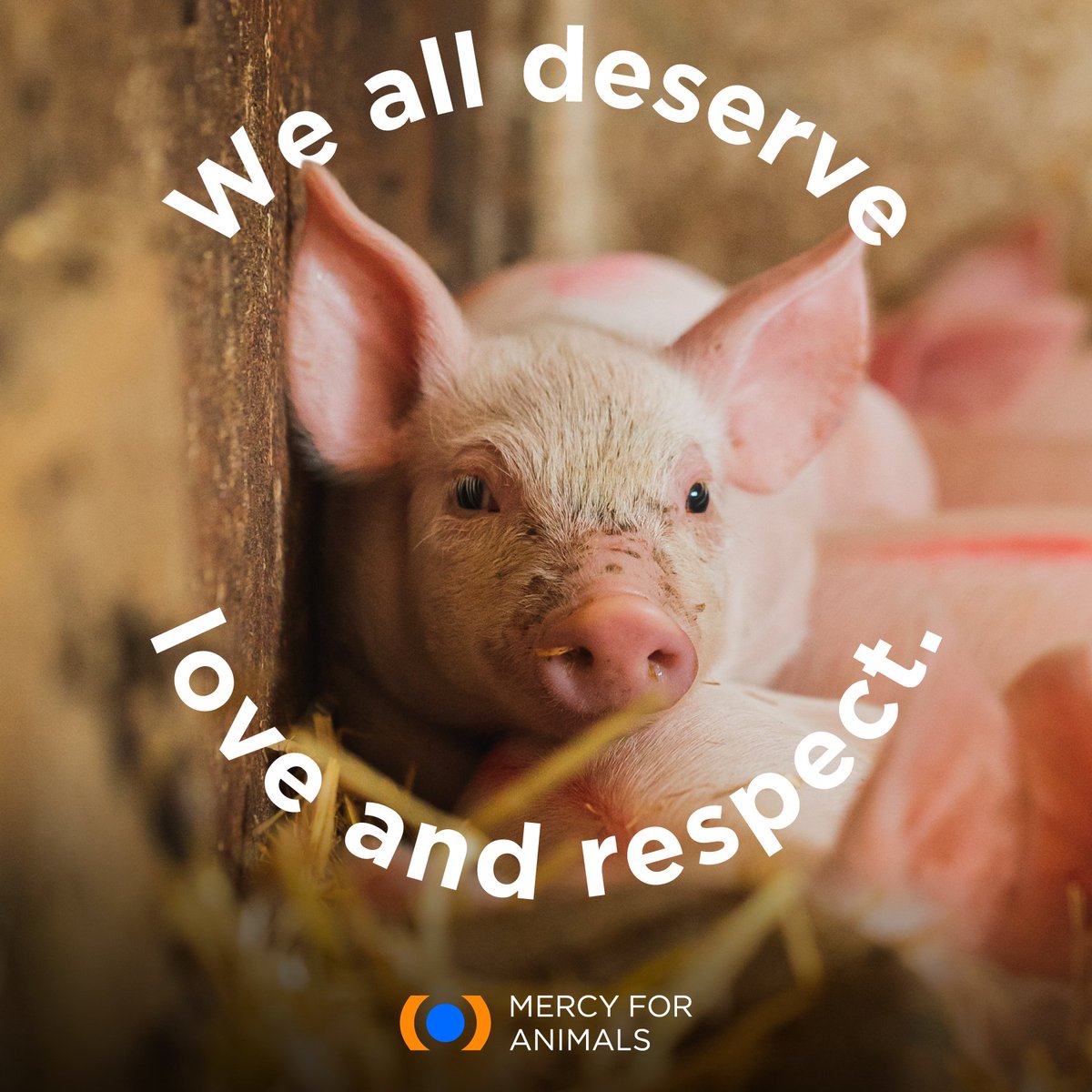 MercyForAnimals's tweet photo. Spread love. 💕 https://t.co/HkeKyLIHgU