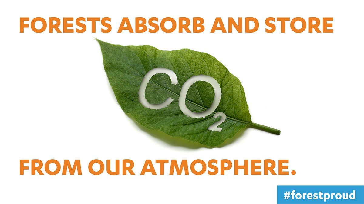 forestproud's tweet photo. Every week is #forestclimateweek here at #forestproud. We believe that forests provide powerful climate solutions; forest management is how we deliver those solutions; and forest markets and products are how we sustain those solutions. #climateaction #climatechange #forestry https://t.co/MBEwQh6XNk
