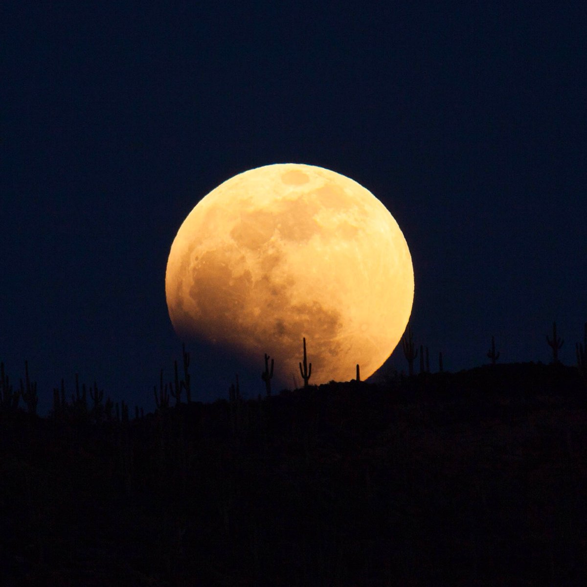 Super Flower Blood Moon 

#arizona #publicland #southwest #fullmoon #superflowerbloodmoon #moonrise #astrophotography #az #hiking #landscapephotography #superstitionmountains #az365 @BLMArizona @azhighways @phoenixmagazine @TontoForest @CanonUSAimaging @NatGeoMag