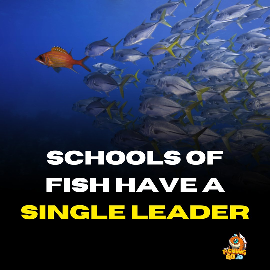 Fishingoio's tweet photo. #Fishingo.io  #ocean #underwaterphotography #nature #scuba #oceanlove #beachlife #scubalife #sealife #savetheocean #marinelife #whale #conservation #hawaii #deepsea #scubadiving #instafish#savetheplanet#sealife #Dubai https://t.co/87lXpiNQ8S
