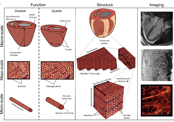 ajpheartcirc's tweet photo. #ArticlesInPress: Myocardial #Mesostructure and #Mesofunction
Alexander J. Wilson, Gregory B. Sands, Ian J. LeGrice, Alistair A. Young, and Daniel B. Ennis
https://t.co/OIYwm1yZmb
@StanfordMed
#CardiacAnatomy #sheetlets
#mesostructure #mechanics https://t.co/e2FaypTAKr