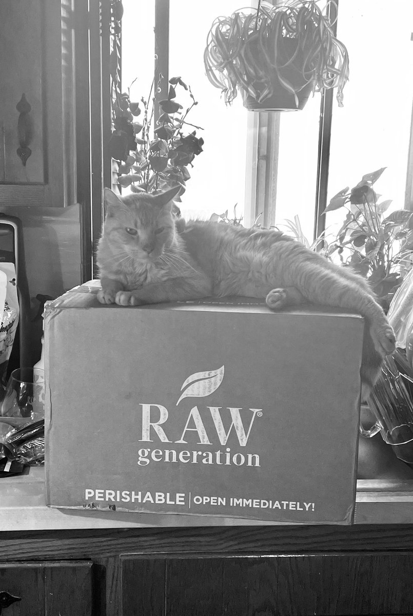 BeingFrankle's tweet photo. My cousin is hoping for the box when she unpacks her juices #orangecats #cats #catsoftwitter #catsandboxes #rawgeneration #juicing https://t.co/xkivEnhhv4