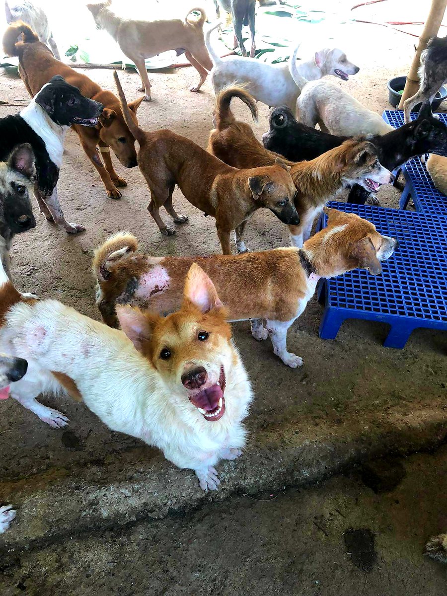 SANAShelter's tweet photo. No one appreciates the very special genius of your conversation as the dog does.🐕💝🐕‍🦺

#RescueDogs @SANAShelter #SavingAbusedandNeglected https://t.co/uiuwupfFET