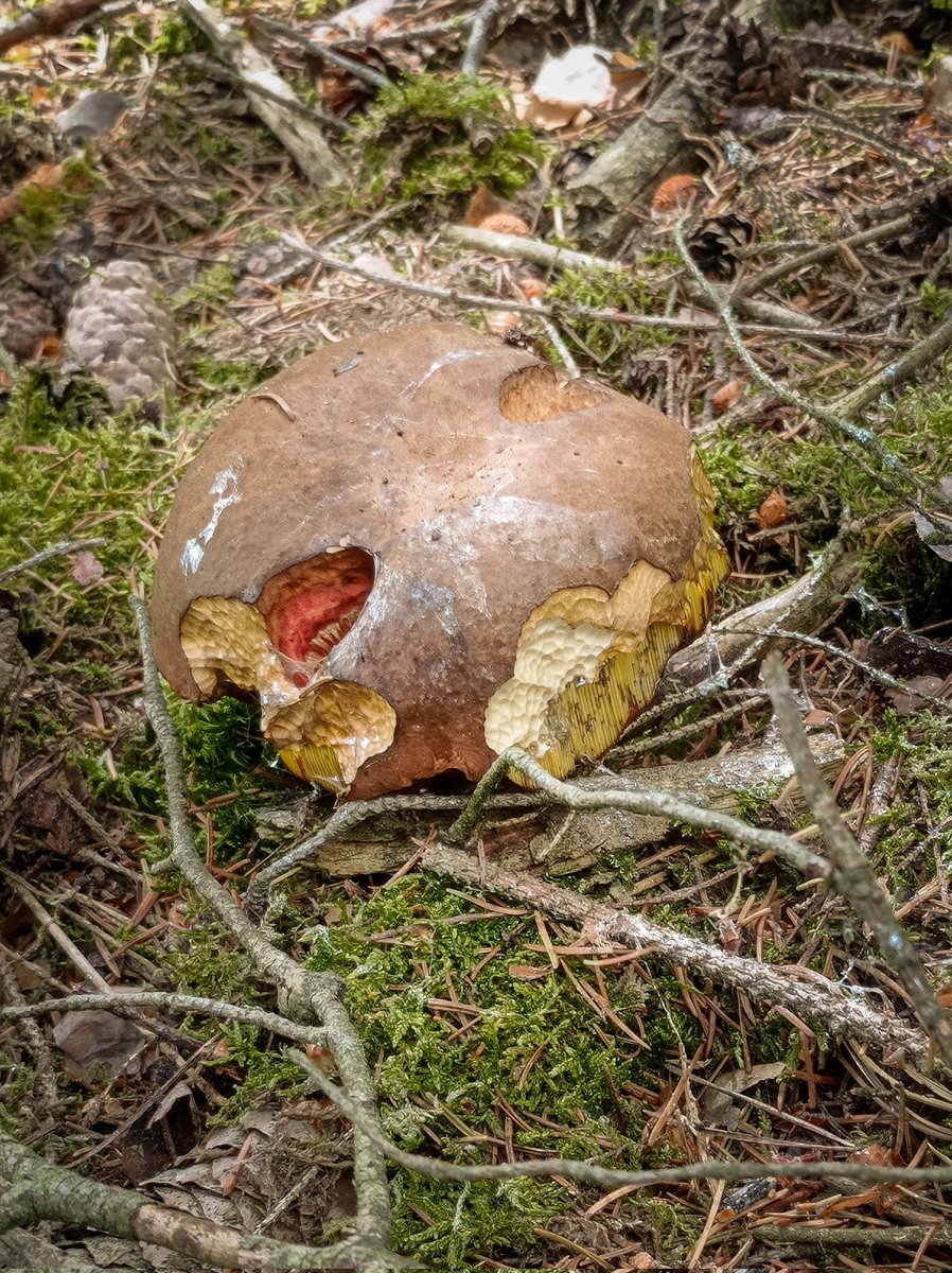 haut_gout's tweet photo. Der erste Röhrling des Jahres: ein »flockenstieliger Hexenröhrling« an einer meiner besten Stellen. Und das ein paar Monate bevor die meisten Pilzsucher ihre Körbe auspacken..😏

#Fungifriday #Pilzfluencer https://t.co/t7H0rscxEy